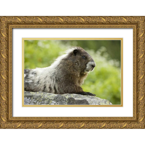 WA, North Cascades NP, Marmot sitting on rock Gold Ornate Wood Framed Art Print with Double Matting by Paulson, Don