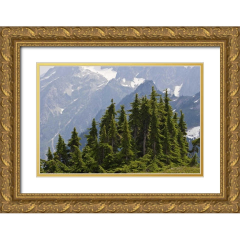 WA, North Cascades NP Mountain hemlock trees Gold Ornate Wood Framed Art Print with Double Matting by Paulson, Don