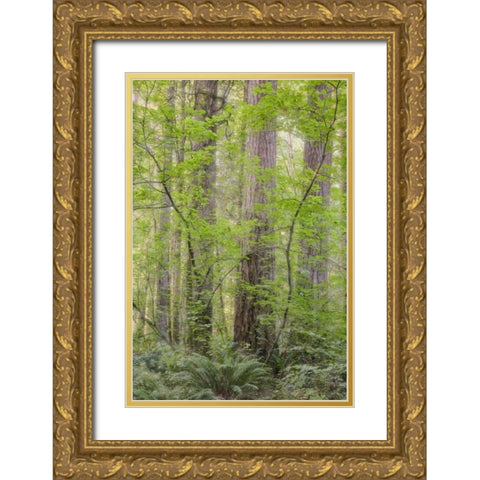 WA Forest in Battle Ground Lake SP Gold Ornate Wood Framed Art Print with Double Matting by Paulson, Don