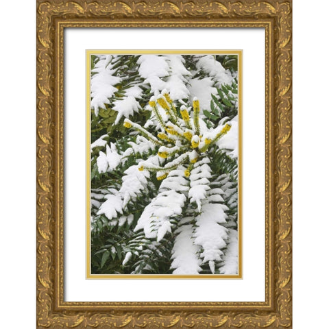 WA, snowy Oregon grape shrub with yellow flowers Gold Ornate Wood Framed Art Print with Double Matting by Paulson, Don