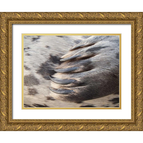Washington, Seabeck Harbor seal flipper Gold Ornate Wood Framed Art Print with Double Matting by Paulson, Don