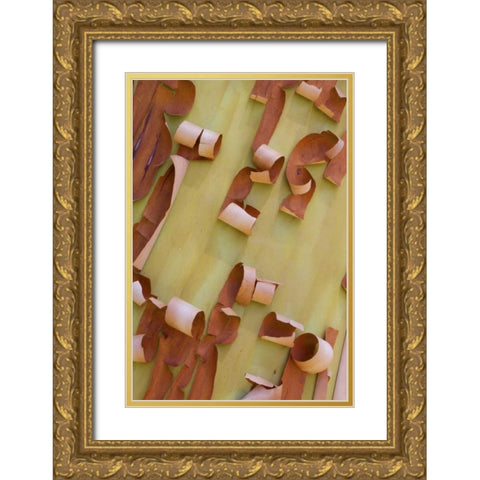 WA, Port Townsend Pacific madrone bark detail Gold Ornate Wood Framed Art Print with Double Matting by Delisle, Gilles