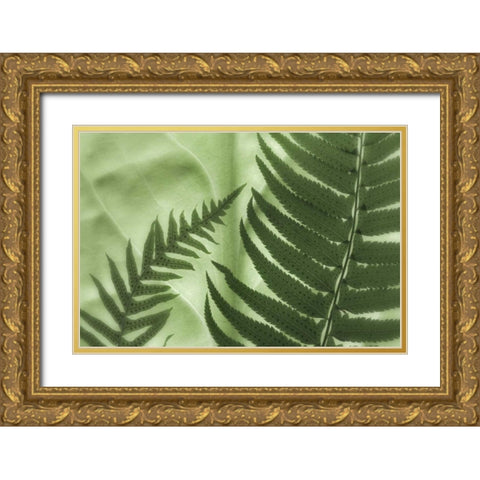 WA, Seabeck Frens on backlit skunk cabbage leaf Gold Ornate Wood Framed Art Print with Double Matting by Paulson, Don