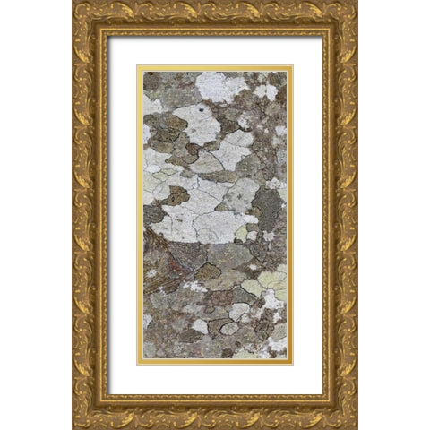 Washington, Seabeck Tree bark with lichen growth Gold Ornate Wood Framed Art Print with Double Matting by Paulson, Don