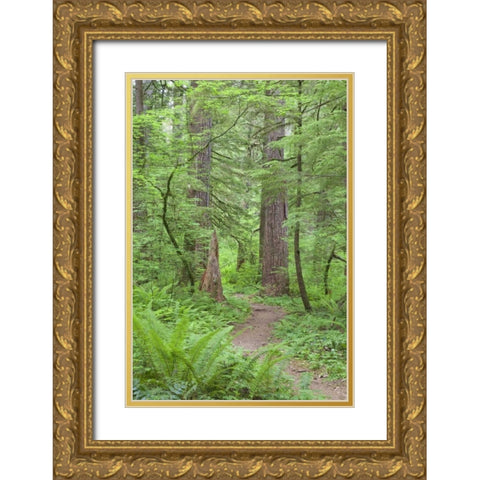 Washington, Olympic NF Trail through the forest Gold Ornate Wood Framed Art Print with Double Matting by Paulson, Don