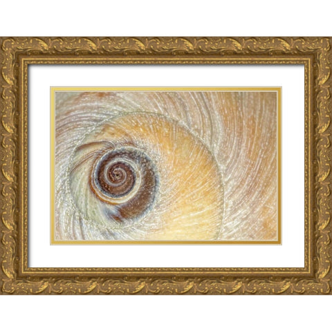 Washington, Seabeck Close-up of moon snail shell Gold Ornate Wood Framed Art Print with Double Matting by Paulson, Don