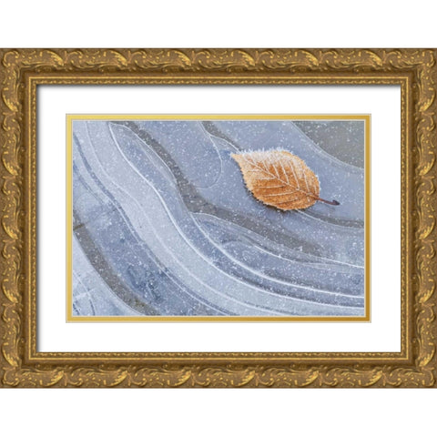 WA, Seabeck Autumn leaf on ice with frost Gold Ornate Wood Framed Art Print with Double Matting by Paulson, Don