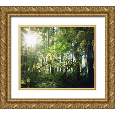 WA, Olympic NP Moss growing from trees Gold Ornate Wood Framed Art Print with Double Matting by Talbot Frank, Christopher