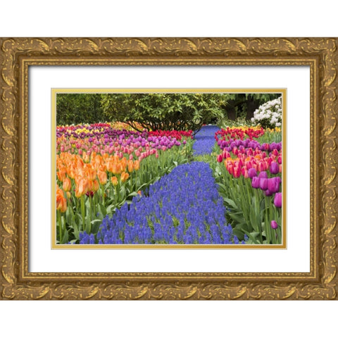 WA, Garden with tulips and blue grape hyacinth Gold Ornate Wood Framed Art Print with Double Matting by Shimlock, Jones