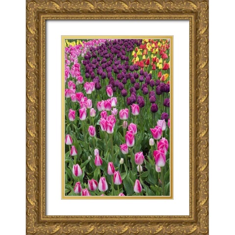 USA, Washington Blooming tulips Gold Ornate Wood Framed Art Print with Double Matting by Shimlock, Jones