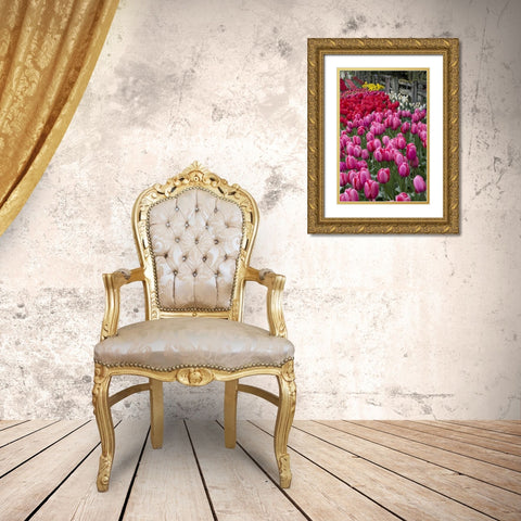 Washington Blooming tulips next to wooden fence Gold Ornate Wood Framed Art Print with Double Matting by Shimlock, Jones