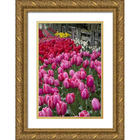 Washington Blooming tulips next to wooden fence Gold Ornate Wood Framed Art Print with Double Matting by Shimlock, Jones