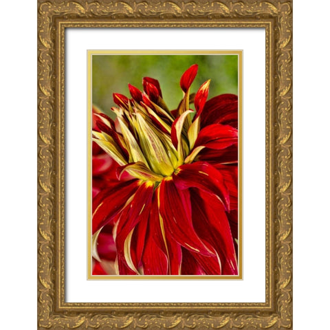USA, Washington Detail of dahlia flower Gold Ornate Wood Framed Art Print with Double Matting by Shimlock, Jones