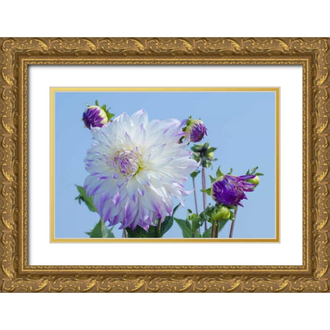 Washington Detail of dahlia flowers against sky Gold Ornate Wood Framed Art Print with Double Matting by Shimlock, Jones
