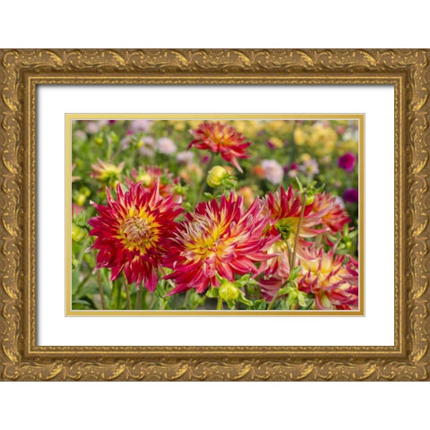 USA, Washington Dahlia flowers in garden Gold Ornate Wood Framed Art Print with Double Matting by Shimlock, Jones