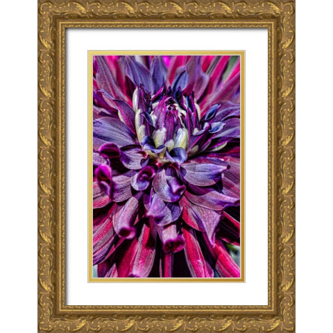 USA, Washington Detail of dahlia flower Gold Ornate Wood Framed Art Print with Double Matting by Shimlock, Jones