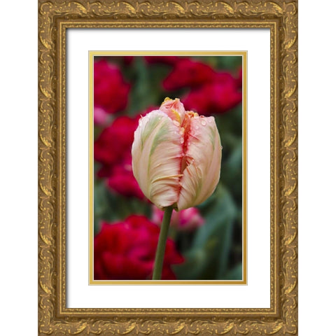 USA, Washington Tulip bud begins to open Gold Ornate Wood Framed Art Print with Double Matting by Shimlock, Jones
