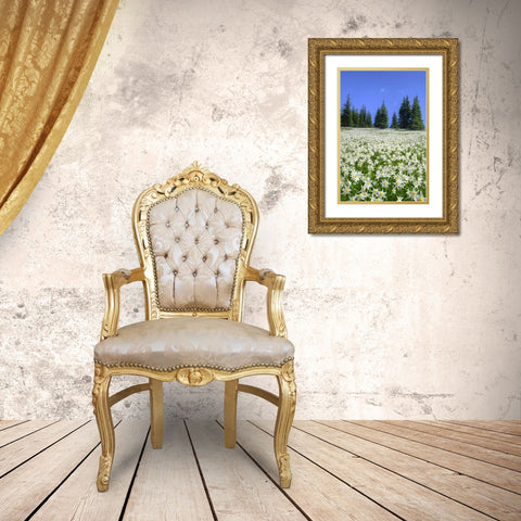 WA, Olympia NP High-altitude lilies in bloom Gold Ornate Wood Framed Art Print with Double Matting by Shimlock, Jones