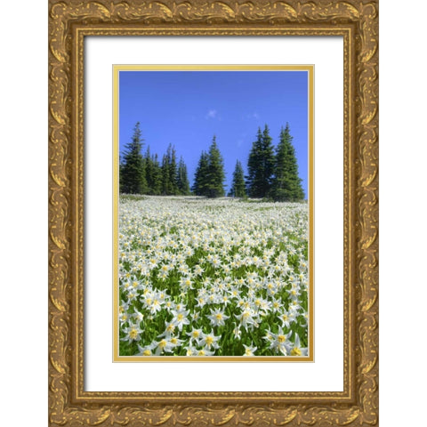 WA, Olympia NP High-altitude lilies in bloom Gold Ornate Wood Framed Art Print with Double Matting by Shimlock, Jones