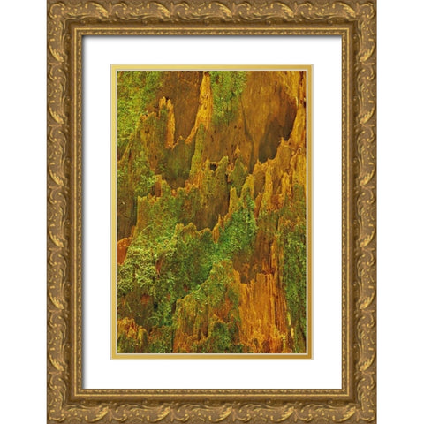Washington, Olympic NP Hemlock bark with moss Gold Ornate Wood Framed Art Print with Double Matting by Bush, Marie