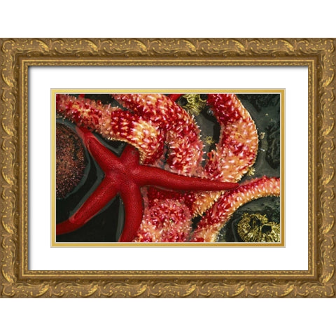 WA, Tongue Point Seastars in tide pool Gold Ornate Wood Framed Art Print with Double Matting by Bush, Marie