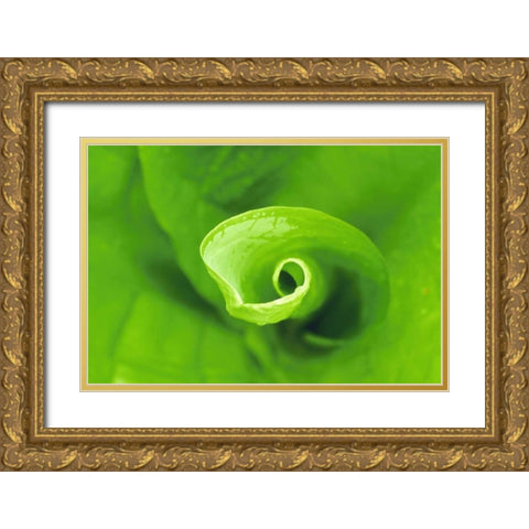 WA, Olympic NP Unfurling skunk cabbage leaf Gold Ornate Wood Framed Art Print with Double Matting by Bush, Marie