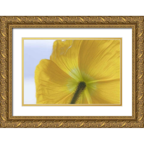 Washington, Seabeck Underside of poppy flower Gold Ornate Wood Framed Art Print with Double Matting by Paulson, Don