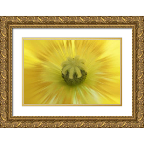 Washington, Seabeck Abstract inside poppy flower Gold Ornate Wood Framed Art Print with Double Matting by Paulson, Don