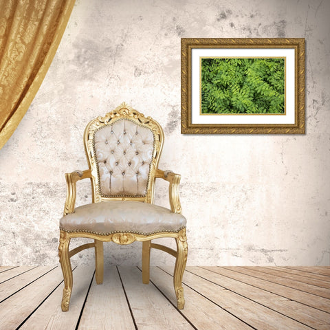 Washington State, San Juan Islands Foliage Gold Ornate Wood Framed Art Print with Double Matting by Paulson, Don