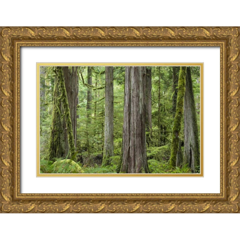 Washington, Olympic NP Barnes Creek Trail forest Gold Ornate Wood Framed Art Print with Double Matting by Paulson, Don