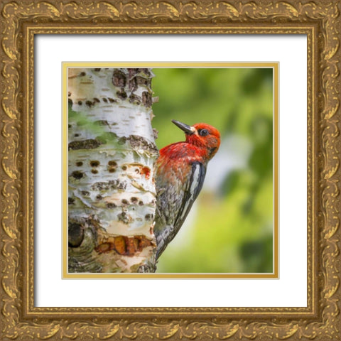 Washington, Seabeck Red-breasted sapsucker Gold Ornate Wood Framed Art Print with Double Matting by Paulson, Don