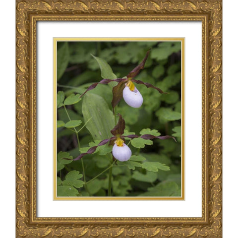 WA, Kamiak Butte Co Park Lady slipper orchids Gold Ornate Wood Framed Art Print with Double Matting by Paulson, Don