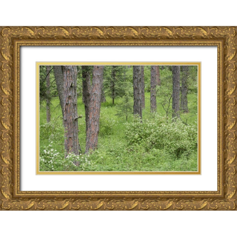 Washington, Palouse Hills, flowering ninebark Gold Ornate Wood Framed Art Print with Double Matting by Paulson, Don