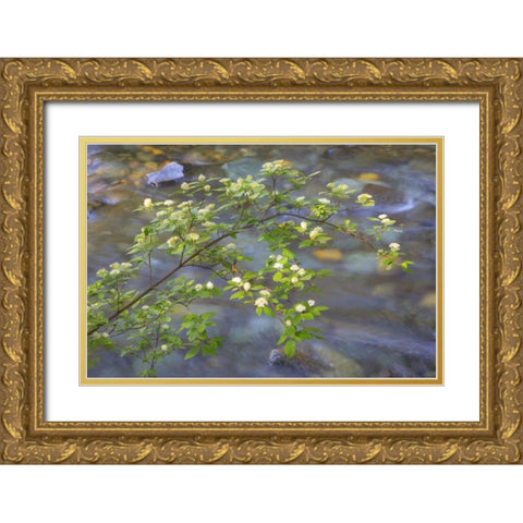 Washington Red osier dogwood over Teanaway River Gold Ornate Wood Framed Art Print with Double Matting by Paulson, Don