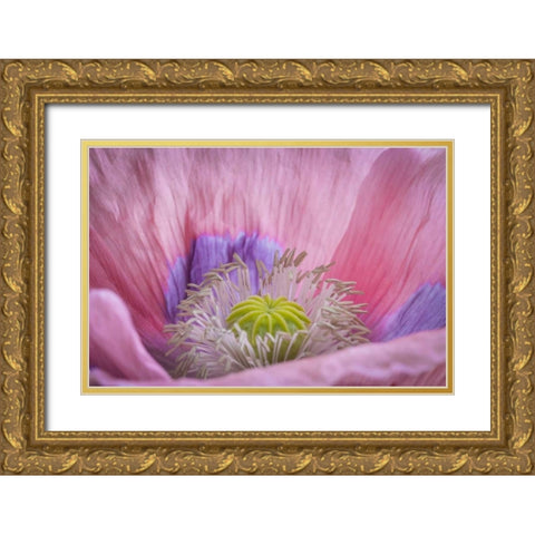 Washington State, Seabeck Inside of poppy flower Gold Ornate Wood Framed Art Print with Double Matting by Paulson, Don