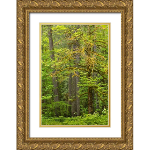WA, Gifford Pinchot NF Big leaf maple trees Gold Ornate Wood Framed Art Print with Double Matting by Paulson, Don