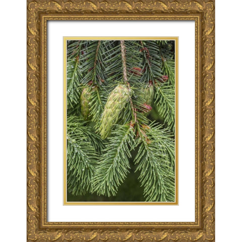 Washington State, Seabeck Douglas fir cones Gold Ornate Wood Framed Art Print with Double Matting by Paulson, Don