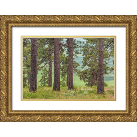 Washington, Palouse Hills Pine forest scenic Gold Ornate Wood Framed Art Print with Double Matting by Paulson, Don