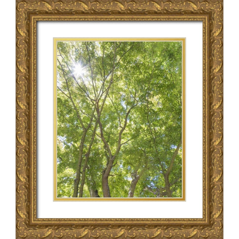 WA, Seattle Sun shining through maple trees Gold Ornate Wood Framed Art Print with Double Matting by Paulson, Don