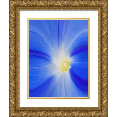Washington State, Palouse A morning glory flower Gold Ornate Wood Framed Art Print with Double Matting by Flaherty, Dennis