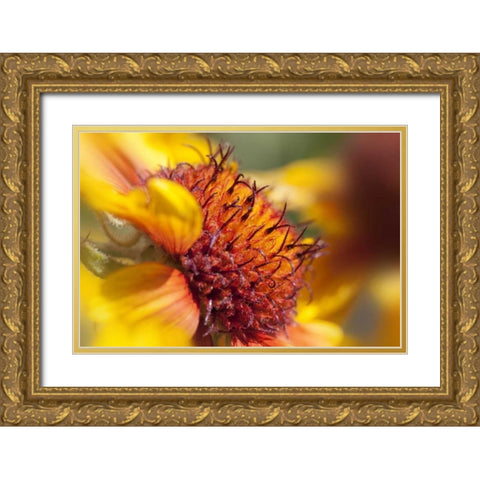 Washington State, Palouse A sunflower Gold Ornate Wood Framed Art Print with Double Matting by Flaherty, Dennis