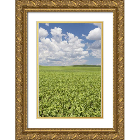 Washington, Palouse Hills Field of spring peas Gold Ornate Wood Framed Art Print with Double Matting by Paulson, Don