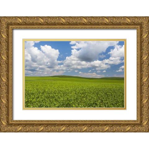 Washington, Palouse Hills Field of spring peas Gold Ornate Wood Framed Art Print with Double Matting by Paulson, Don