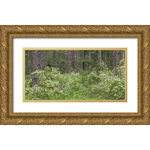 Washington, Palouse Hills, flowering ninebark Gold Ornate Wood Framed Art Print with Double Matting by Paulson, Don