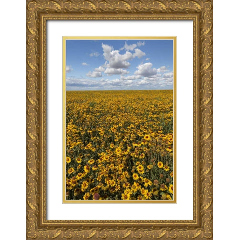 Washington State, Connell Coneflower field Gold Ornate Wood Framed Art Print with Double Matting by Paulson, Don