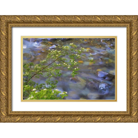 Washington Red osier dogwood over Teanaway River Gold Ornate Wood Framed Art Print with Double Matting by Paulson, Don