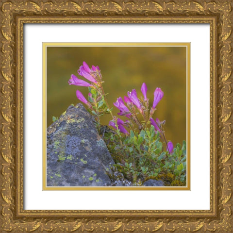 Washington, Wenatchee NF Penstemon flowers Gold Ornate Wood Framed Art Print with Double Matting by Paulson, Don