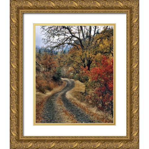 WA, Columbia Gorge NSA Road and autumn oaks Gold Ornate Wood Framed Art Print with Double Matting by Terrill, Steve
