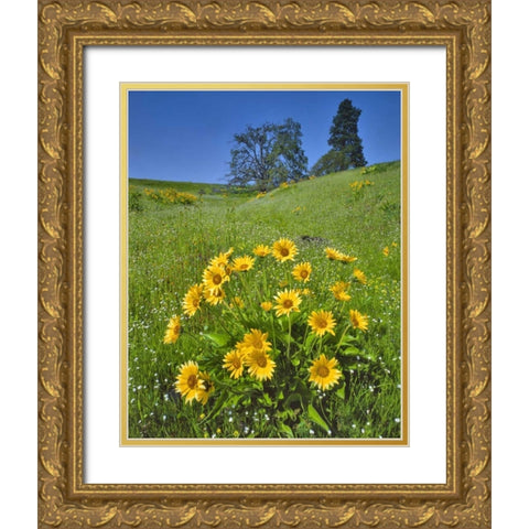 WA, Balsamroot, pine and oak trees on hillside Gold Ornate Wood Framed Art Print with Double Matting by Terrill, Steve