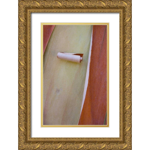 Washington, Port Townsend Madrone tree bark Gold Ornate Wood Framed Art Print with Double Matting by Delisle, Gilles